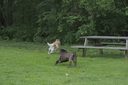 20250602_BIRDS and dog park and MORE BIRDS__DSC0225_.jpg