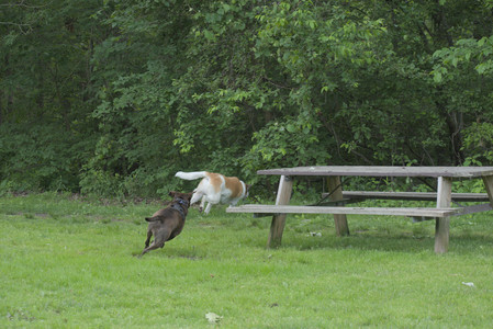 20250602_BIRDS and dog park and MORE BIRDS__DSC0226_.jpg