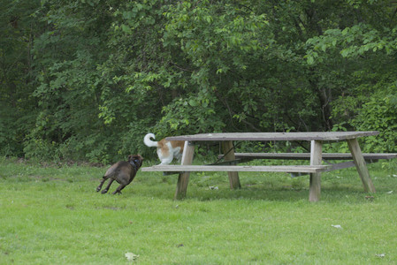 20250602_BIRDS and dog park and MORE BIRDS__DSC0227_.jpg