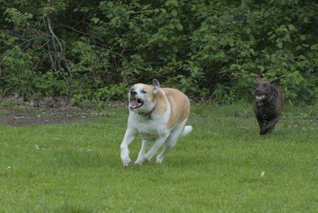 20250602_BIRDS and dog park and MORE BIRDS__DSC0231_.jpg