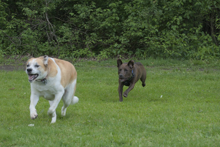 20250602_BIRDS and dog park and MORE BIRDS__DSC0233_.jpg