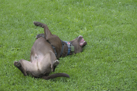 20250602_BIRDS and dog park and MORE BIRDS__DSC0237_.jpg