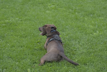 20250602_BIRDS and dog park and MORE BIRDS__DSC0238_.jpg