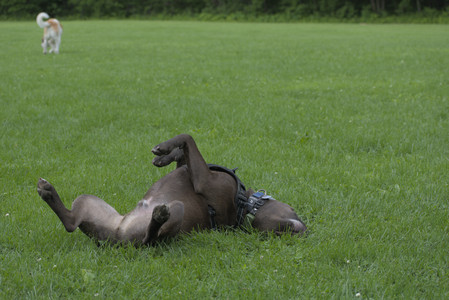 20250602_BIRDS and dog park and MORE BIRDS__DSC0240_.jpg