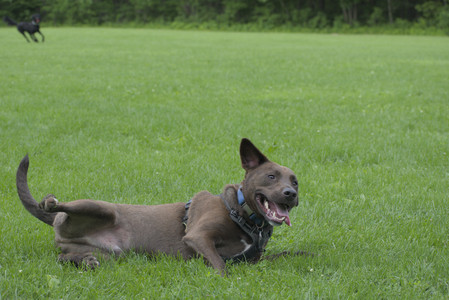 20250602_BIRDS and dog park and MORE BIRDS__DSC0245_.jpg