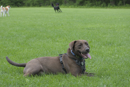 20250602_BIRDS and dog park and MORE BIRDS__DSC0247_.jpg