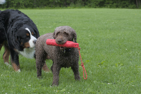 20250602_BIRDS and dog park and MORE BIRDS__DSC0257_.jpg