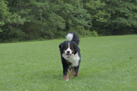 20250602_BIRDS and dog park and MORE BIRDS__DSC0262_.jpg