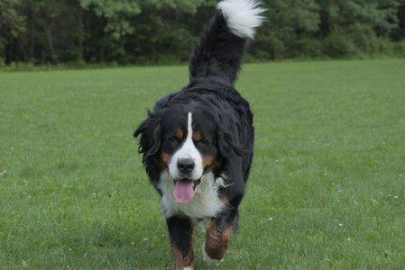 20250602_BIRDS and dog park and MORE BIRDS__DSC0263_.jpg