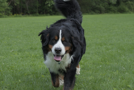 20250602_BIRDS and dog park and MORE BIRDS__DSC0264_.jpg