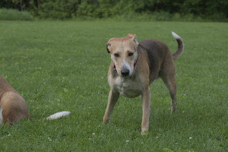 20250602_BIRDS and dog park and MORE BIRDS__DSC0266_.jpg