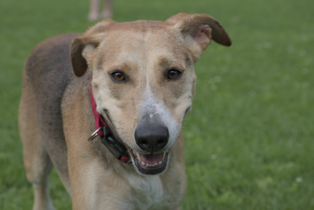 20250602_BIRDS and dog park and MORE BIRDS__DSC0269_.jpg