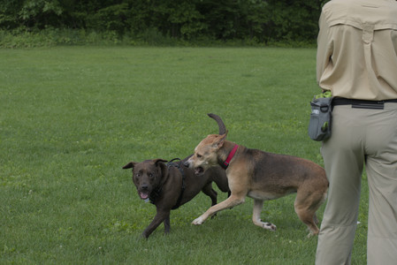 20250602_BIRDS and dog park and MORE BIRDS__DSC0274_.jpg