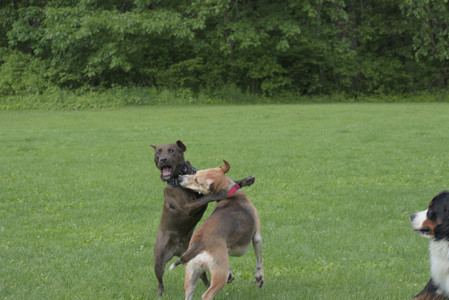 20250602_BIRDS and dog park and MORE BIRDS__DSC0276_.jpg