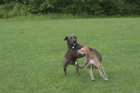 20250602_BIRDS and dog park and MORE BIRDS__DSC0277_.jpg