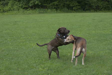 20250602_BIRDS and dog park and MORE BIRDS__DSC0278_.jpg