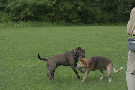 20250602_BIRDS and dog park and MORE BIRDS__DSC0279_.jpg