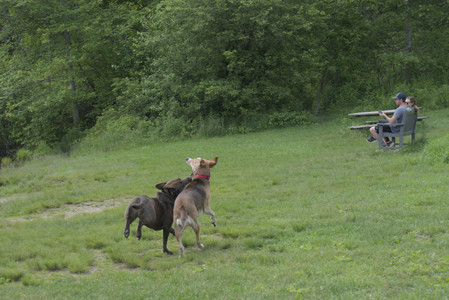 20250602_BIRDS and dog park and MORE BIRDS__DSC0280_.jpg