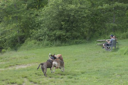 20250602_BIRDS and dog park and MORE BIRDS__DSC0281_.jpg