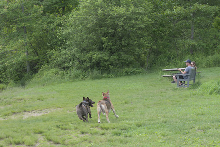 20250602_BIRDS and dog park and MORE BIRDS__DSC0282_.jpg