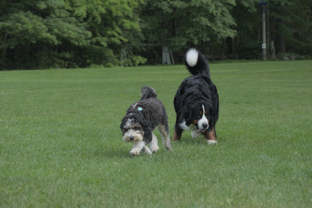 20250602_BIRDS and dog park and MORE BIRDS__DSC0286_.jpg