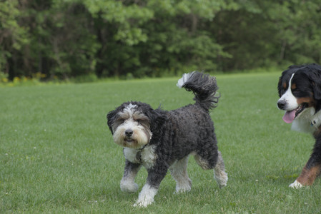 20250602_BIRDS and dog park and MORE BIRDS__DSC0289_.jpg