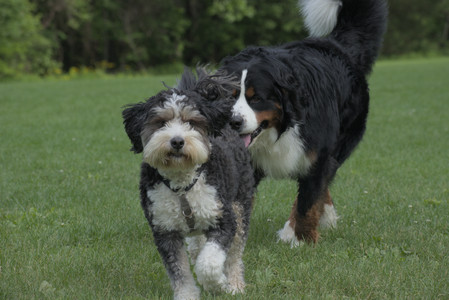 20250602_BIRDS and dog park and MORE BIRDS__DSC0290_.jpg