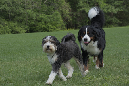 20250602_BIRDS and dog park and MORE BIRDS__DSC0292_.jpg