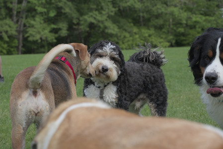 20250602_BIRDS and dog park and MORE BIRDS__DSC0293_.jpg