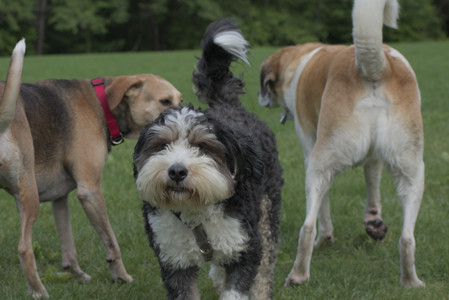 20250602_BIRDS and dog park and MORE BIRDS__DSC0294_.jpg