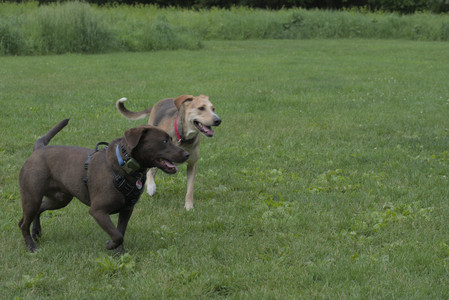 20250602_BIRDS and dog park and MORE BIRDS__DSC0296_.jpg