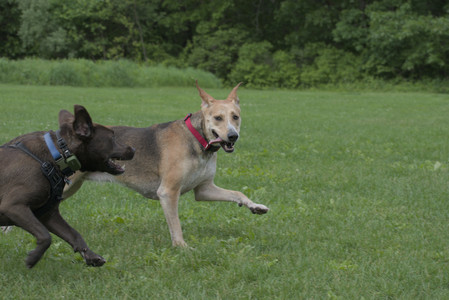 20250602_BIRDS and dog park and MORE BIRDS__DSC0297_.jpg