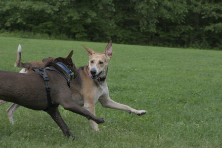 20250602_BIRDS and dog park and MORE BIRDS__DSC0299_.jpg