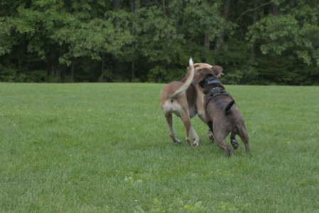 20250602_BIRDS and dog park and MORE BIRDS__DSC0303_.jpg