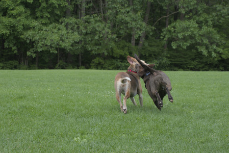 20250602_BIRDS and dog park and MORE BIRDS__DSC0304_.jpg