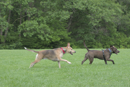 20250602_BIRDS and dog park and MORE BIRDS__DSC0306_.jpg