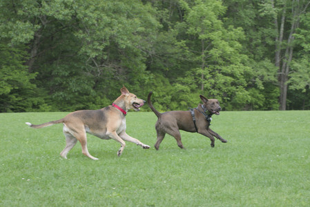 20250602_BIRDS and dog park and MORE BIRDS__DSC0307_.jpg