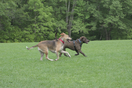 20250602_BIRDS and dog park and MORE BIRDS__DSC0309_.jpg