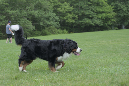 20250602_BIRDS and dog park and MORE BIRDS__DSC0313_.jpg