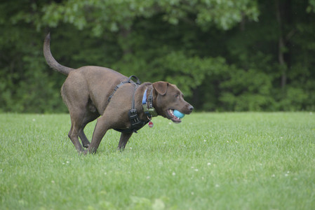 20250602_BIRDS and dog park and MORE BIRDS__DSC0314_.jpg