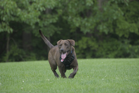 20250602_BIRDS and dog park and MORE BIRDS__DSC0319_.jpg