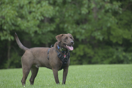 20250602_BIRDS and dog park and MORE BIRDS__DSC0322_.jpg