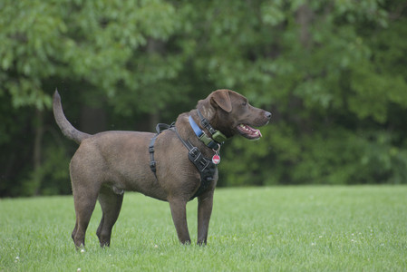 20250602_BIRDS and dog park and MORE BIRDS__DSC0324_.jpg