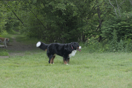 20250602_BIRDS and dog park and MORE BIRDS__DSC0329_.jpg