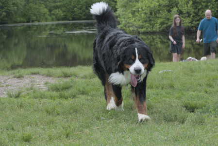 20250602_BIRDS and dog park and MORE BIRDS__DSC0331_.jpg