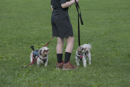 20250602_BIRDS and dog park and MORE BIRDS__DSC0334_.jpg