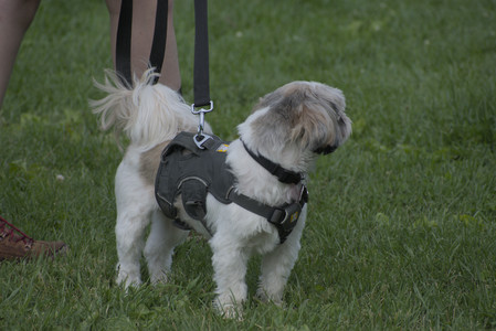 20250602_BIRDS and dog park and MORE BIRDS__DSC0336_.jpg