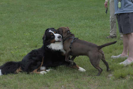 20250602_BIRDS and dog park and MORE BIRDS__DSC0342_.jpg