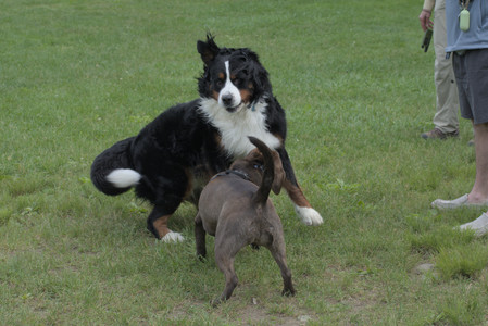 20250602_BIRDS and dog park and MORE BIRDS__DSC0343_.jpg