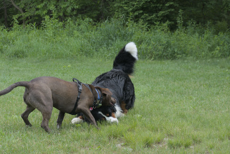 20250602_BIRDS and dog park and MORE BIRDS__DSC0348_.jpg